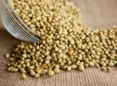 Graine de coriandre 100 gr