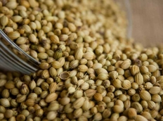 Coriander seed 2 kg