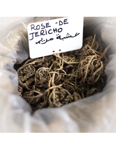 Rose de jericho -  Chajarat Mariam 2