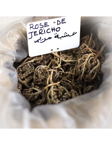 Rose de jericho -  Chajarat Mariam - plante sauvage du Sahara
